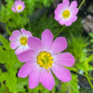 Local In-Person Workshops & Services