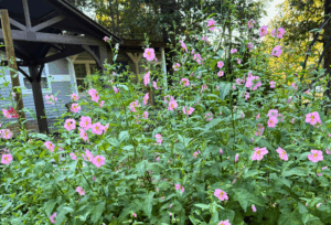 Garden Haven & Farm